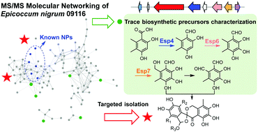 Graphical abstract: Molecular networking assisted discovery and biosynthesis elucidation of the antimicrobial spiroketals epicospirocins