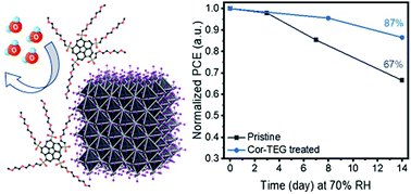 Graphical abstract: Novel amphiphilic corannulene additive for moisture-resistant perovskite solar cells