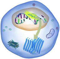 Graphical abstract: Is DAPI assay of cellular nucleic acid reliable in the presence of protein aggregates?