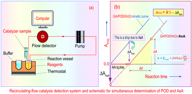 Graphical abstract: Exploration and quantification of ascorbate affecting peroxidase-catalyzed chromogenic reactions with a recirculating-flow catalysis detection system