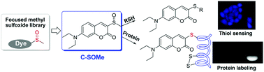 Graphical abstract: A chemical covalent tactic for bio-thiol sensing and protein labeling agent design