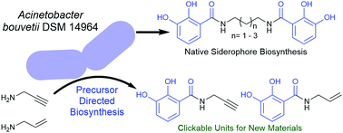 Graphical abstract: Precursor-directed biosynthesis of catechol compounds in Acinetobacter bouvetii DSM 14964