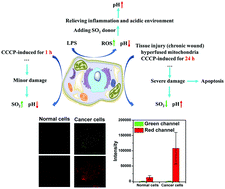 Graphical abstract: A bifunctional fluorescent sensor for CCCP-induced cancer cell apoptosis imaging