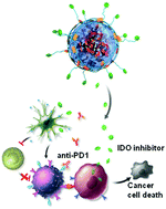 Graphical abstract: Highly uniform self-assembled microspheres from single macromolecule self-recognition for enhanced cancer immunotherapy