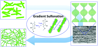 Graphical abstract: Regulating surface sulfonation on cellulose nanocrystals and self-assembly behaviors