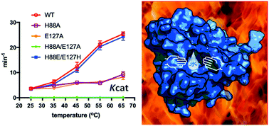 Graphical abstract: Adaptation of thermophilic acetyltransferase to a water-mediated catalytic mechanism