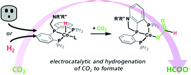 Graphical abstract: Hydrogenation and electrocatalytic reduction of carbon dioxide to formate with a single Co catalyst