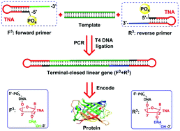 Graphical abstract: Efficient construction of a stable linear gene based on a TNA loop modified primer pair for gene delivery