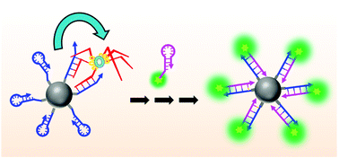 Graphical abstract: A three-dimensional multipedal DNA walker for the ultrasensitive detection of tumor exosomes