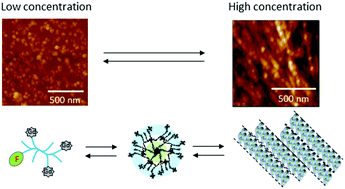 Graphical abstract: Visualising brain capillaries in magnetic resonance images via supramolecular self-assembly