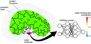 Graphical abstract: Deep learning model predicts water interaction sites on the surface of proteins using limited-resolution data