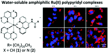 Graphical abstract: Water-soluble amphiphilic ruthenium(ii) polypyridyl complexes as potential light-activated therapeutic agents