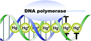 Graphical abstract: Enzymatic formation of consecutive thymine–HgII–thymine base pairs by DNA polymerases