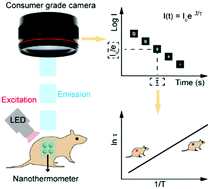 Graphical abstract: Lifetime-based nanothermometry in vivo with ultra-long-lived luminescence