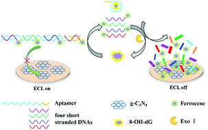 Graphical abstract: Construction of aptasensors for sensitive detection of 8-OH-dG based on a diffusion mediated electrochemiluminescence quenching effect