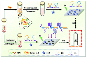 Graphical abstract: Label-free and “signal-on” homogeneous photoelectrochemical cytosensing strategy for ultrasensitive cancer cell detection