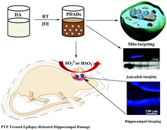 Graphical abstract: Mitochondria-targeted polydopamine nanoprobes for visualizing endogenous sulfur dioxide derivatives in a rat epilepsy model