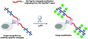 Graphical abstract: Multifunctional, histidine-tagged polymers: antibody conjugation and signal amplification