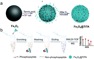 Graphical abstract: Magnetic metal phenolic networks: expanding the application of a promising nanoprobe to phosphoproteomics research