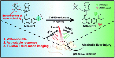 Graphical abstract: An activatable probe for detecting alcoholic liver injury via multispectral optoacoustic tomography and fluorescence imaging