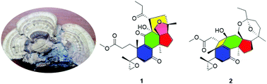 Graphical abstract: Ganorbifates A and B from Ganoderma orbiforme, determined by DFT calculations of NMR data and ECD spectra