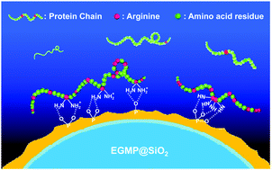 Graphical abstract: Exploiting arginine distributions for the selective and efficient depletion of arginine-rich plasma proteins