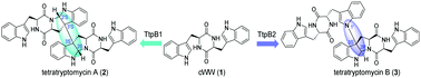 Graphical abstract: Increasing cytochrome P450 enzyme diversity by identification of two distinct cyclodipeptide dimerases