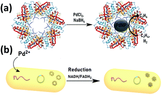 Graphical abstract: In vivo and in vitro protein mediated synthesis of palladium nanoparticles for hydrogenation reactions