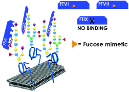 Graphical abstract: Fucosyltransferase-specific inhibition via next generation of fucose mimetics