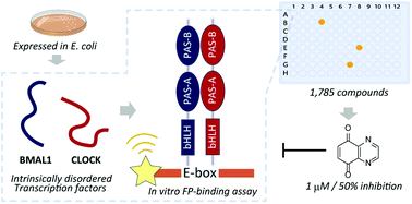 Graphical abstract: Identification of synthetic inhibitors for the DNA binding of intrinsically disordered circadian clock transcription factors