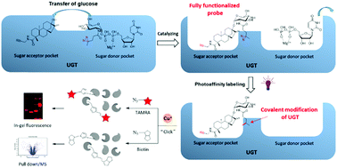 Graphical abstract: Selective profiling of steviol-catalyzing UDP-glycosyltransferases with a metabolically synthesized probe