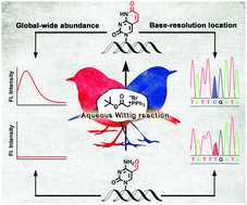 Graphical abstract: Aqueous Wittig reaction-mediated fast fluorogenic identification and single-base resolution analysis of 5-formylcytosine in DNA