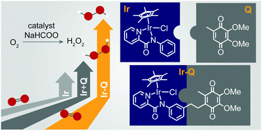 Graphical abstract: Organoiridium–quinone conjugates for facile hydrogen peroxide generation