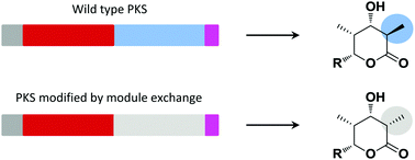 Graphical abstract: Manipulating polyketide stereochemistry by exchange of polyketide synthase modules