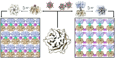 Graphical abstract: Hybrid assemblies of a symmetric designer protein and polyoxometalates with matching symmetry