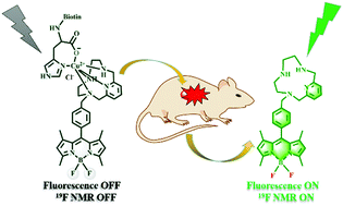 Graphical abstract: Targeted copper supplementation oriented theranostic for fluorescence and 19F NMR detection of tumors