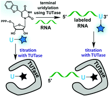 Graphical abstract: Responsive fluorescent nucleotides serve as efficient substrates to probe terminal uridylyl transferase
