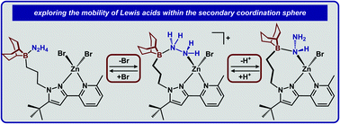 Graphical abstract: Mobility of Lewis acids within the secondary coordination sphere: toward a model for cooperative substrate binding