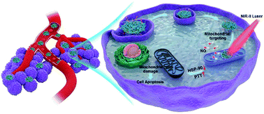 Graphical abstract: Mitochondria-targeting NO gas nanogenerator for augmenting mild photothermal therapy in the NIR-II biowindow