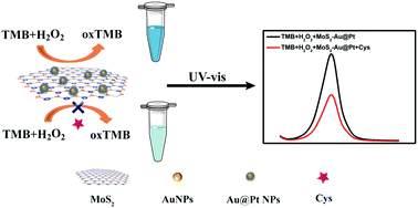 Graphical abstract: High peroxidase-mimicking activity of gold@platinum bimetallic nanoparticle-supported molybdenum disulfide nanohybrids for the selective colorimetric analysis of cysteine