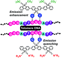 Graphical abstract: Water-soluble oligofluorenes bearing N1-alkylcytosine side chains as turn-on and turn-off materials in telomere DNA length sensing