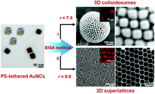 Graphical abstract: Self-assembly of gold nanocubes into three-dimensional hollow colloidosomes and two-dimensional superlattices