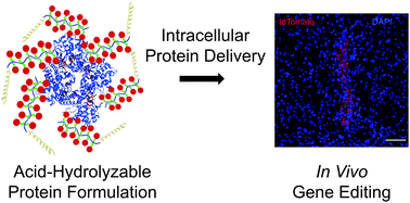Graphical abstract: A pH-sensitive eosin-block copolymer delivers proteins intracellularly