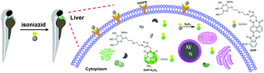 Graphical abstract: A hepatocyte-targeting fluorescent probe for imaging isoniazid-induced hydrazine in HepG2 cells and zebrafish