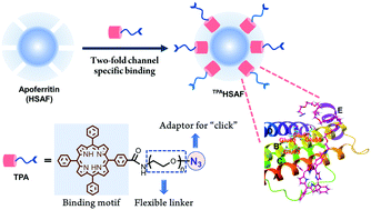 Graphical abstract: Precise engineering of apoferritin through site-specific host–guest binding