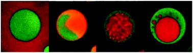 Graphical abstract: Spontaneous membrane-less multi-compartmentalization via aqueous two-phase separation in complex coacervate micro-droplets