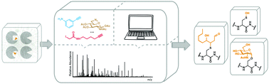 Graphical abstract: Profiling of post-translational modifications by chemical and computational proteomics