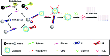 Graphical abstract: Catalytic hairpin assembly mediated liposome-encoded magnetic beads for signal amplification of peroxide test strip based point-of-care testing of ricin