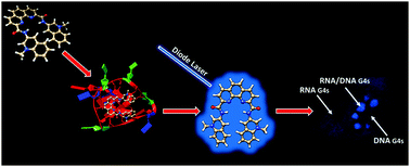 Graphical abstract: Unravelling the cellular emission fingerprint of the benchmark G-quadruplex-interactive compound Phen-DC3