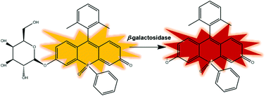 Graphical abstract: Far-red imaging of β-galactosidase through a phospha-fluorescein